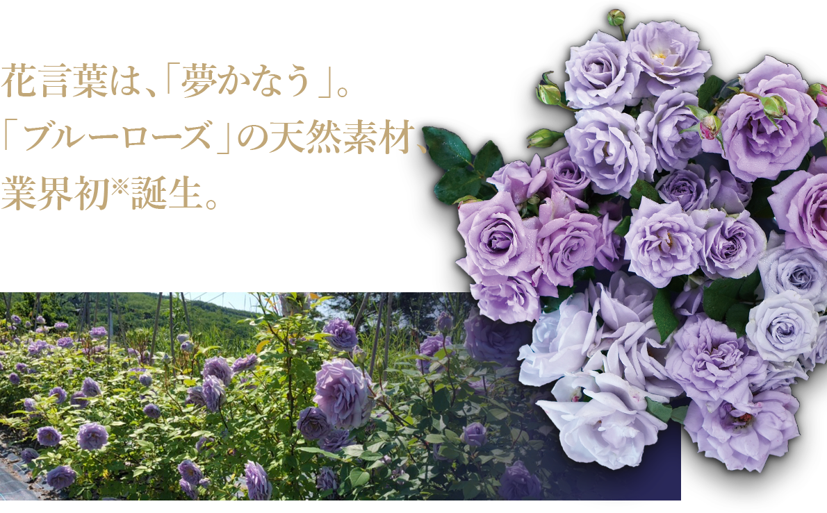 花言葉は、「夢かなう」。「ブルーローズ」の天然素材、業界初※誕生。