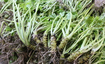 Freshly harvested wasabi