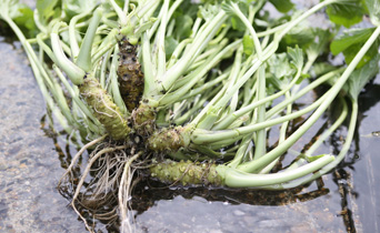 Freshly harvested wasabi