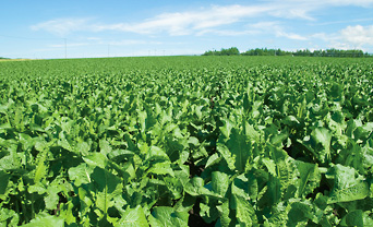 Horseradish farm in Hokkaido