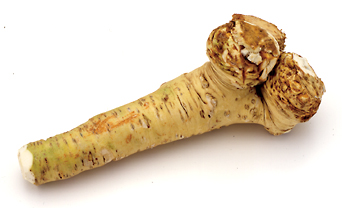 “Hakuho®” horseradish