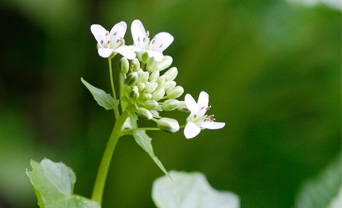 Wasabi flowers