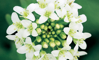 Wasabi flowers