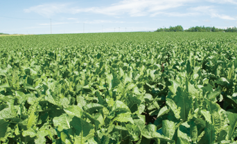 Horseradish cultivation