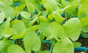 Horseradish seedlings