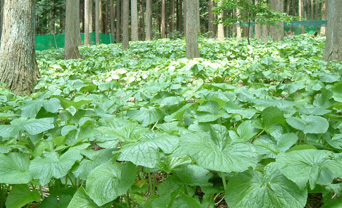 田芥末种植